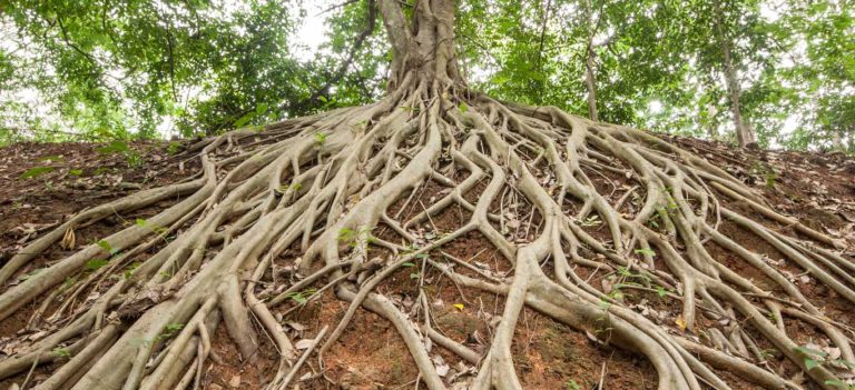    Roots Tree 768x351 